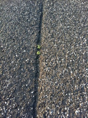 Iphone Bilder 177-600.jpg