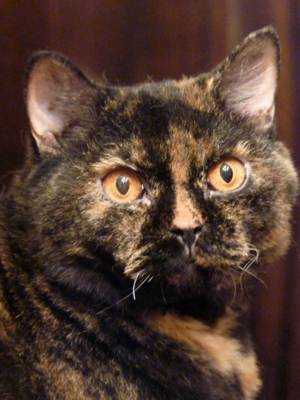 KTM-Cat.jpg
