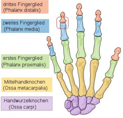 Menschliche_Handknochen.JPG